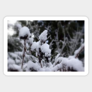 butterfly bush in winter Sticker